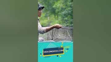 Bắt cua Cà Mau trong những vuông tôm giữa rừng ngập mặn Đất Mũi