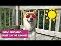 First day of summer with ginger a korean jindo dog