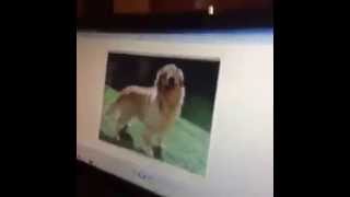 Eski Resimlere Daldım..