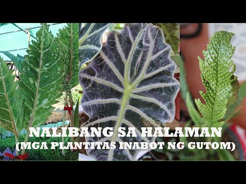 Video: Pagpipitas Ng Halaman