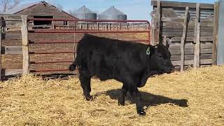Lot 66