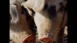 Gerçek Domuz Sesi Domuz Sesi̇ Pig Voice Голос Свиньи Schweinestimme