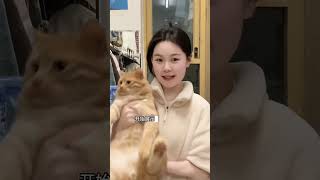 What a cute little yellow bread#The cat is changing clothes.#Keep a cat in the dormitory#I