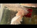 Why we remove male betta after breeding  facts about male betta