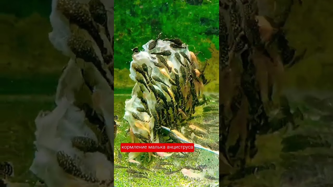 кормление мальков анциструса 😳
