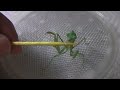 Female Mantis Eats Honey