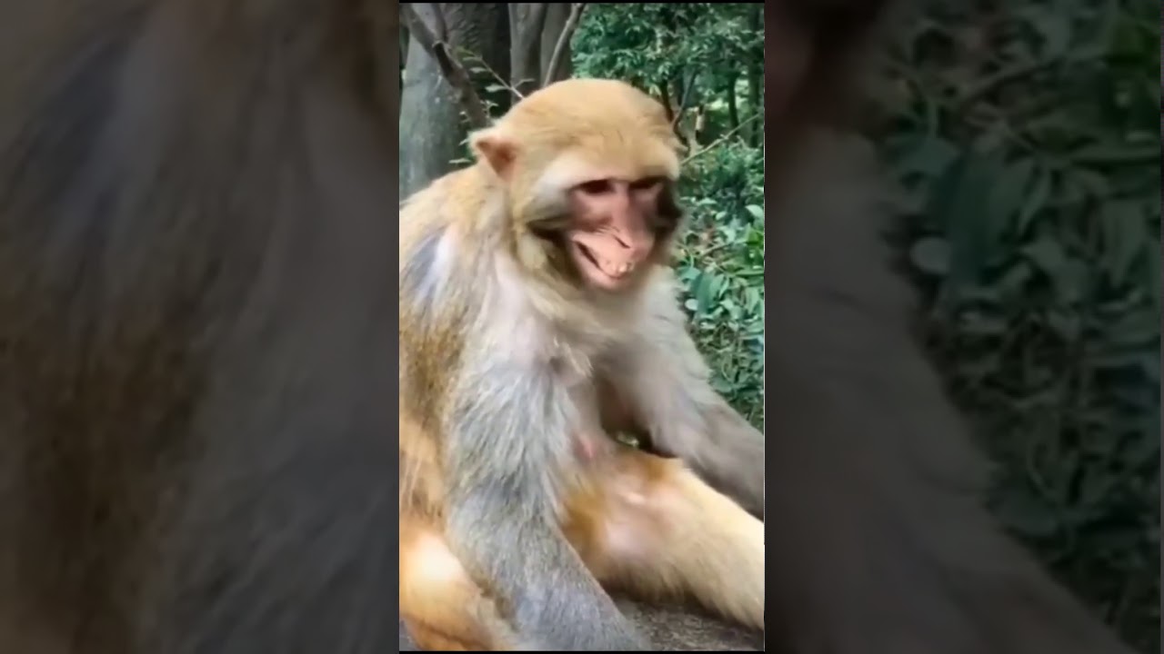 Funny Monkey Youtube