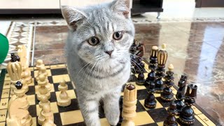 Котенок учится играть в шахматы с папой #shorts