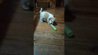 KAPAG NAIINIP NILALARO KAHIT ANO #playful #feelingbored #puppylife #housepets