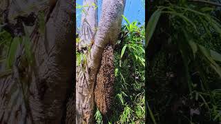 A dangerous but unforgettable moment deep in the wild forest. #honeyharvest #survival