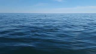 passage de dauphins 😍😍