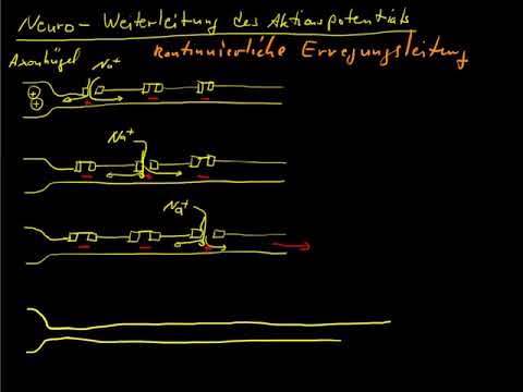 Reiz-Reaktionskette einfach erklärt│Biologie Lernvideo [Learning Level Up]. 