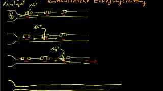 Receptor Potential | Easy Flowchart | mechanism of receptor potential