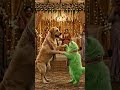 Cat and Dog Dance Together… Cutest Performance Ever! ❤️