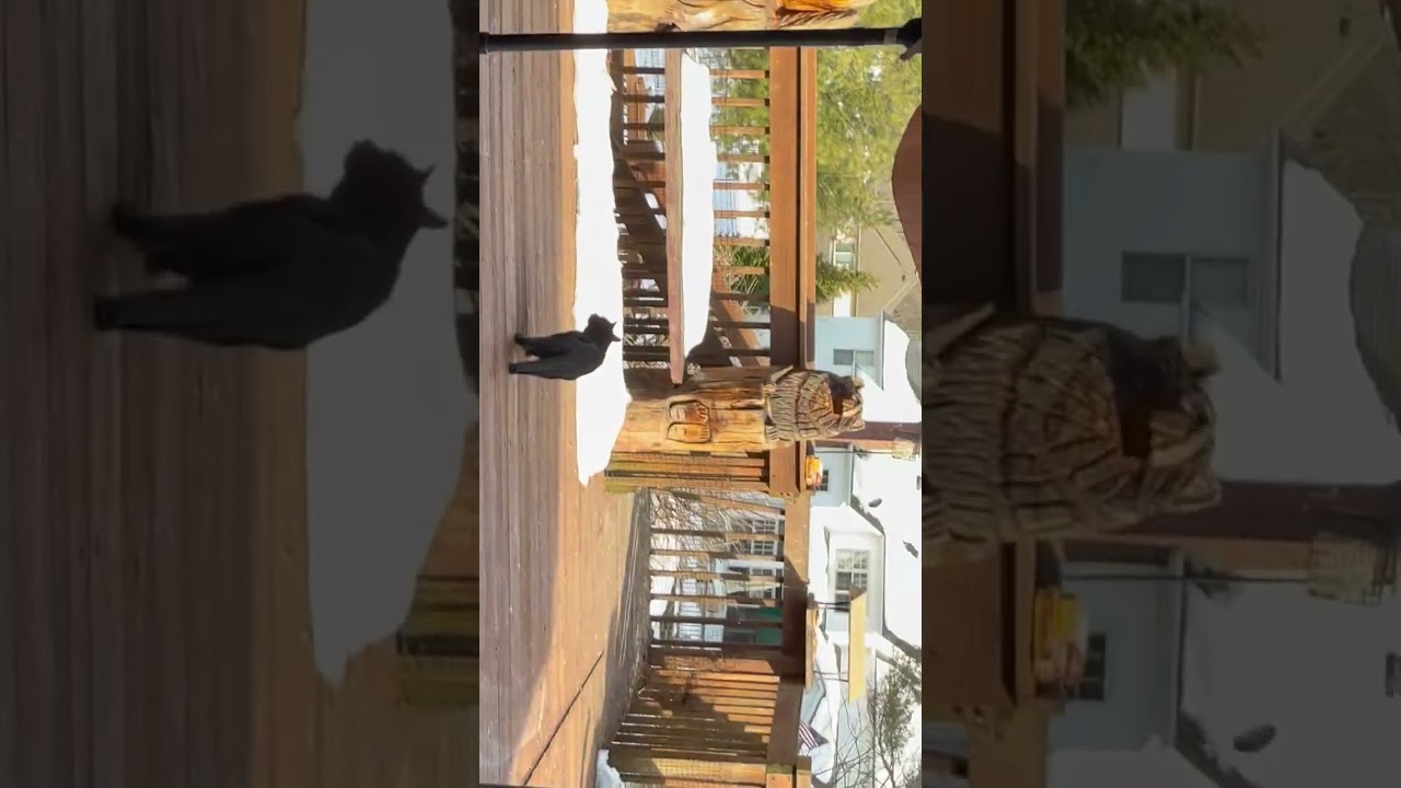 Miss mittens the kitten ￼ goes outside first time, the world is her oyster! Look out birds!