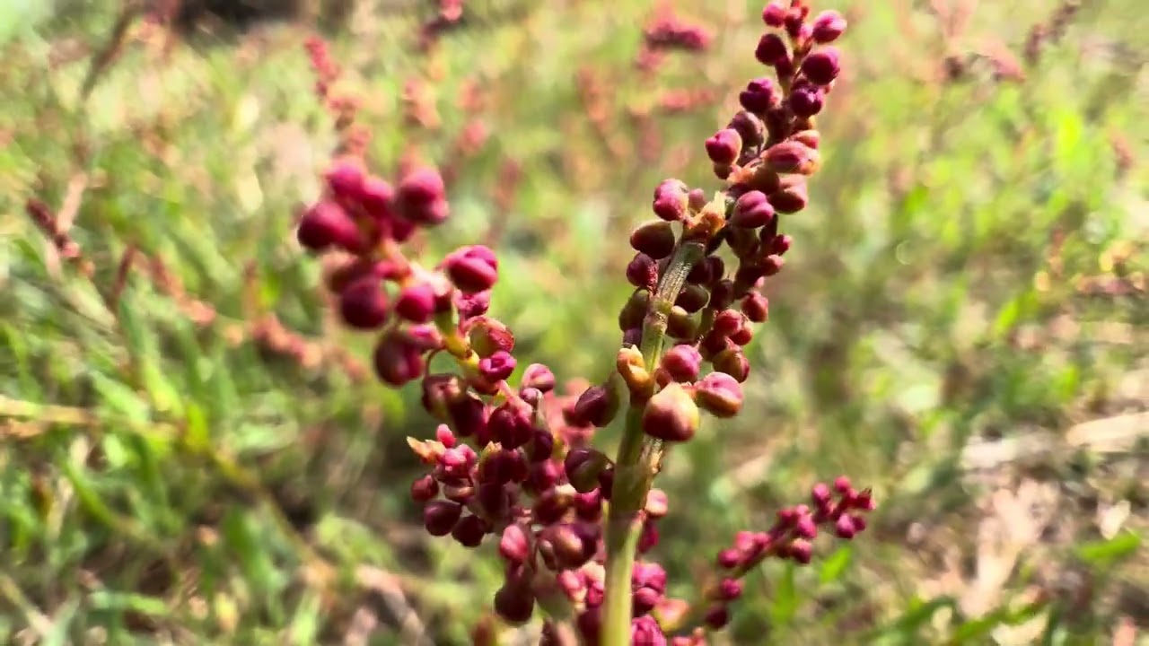 Schapenzuring (Rumex acetosella) - 2025-06-09