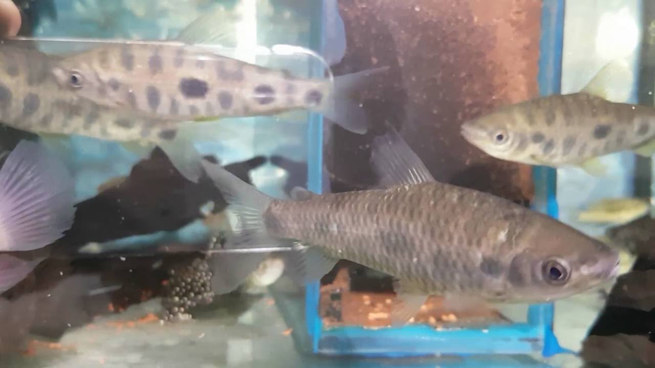 Leporinus affinis 6-8 cm (réf 7885)