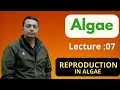Lecture: 07, Algae Reproduction SECRETS You Won't Learn Elsewhere!
