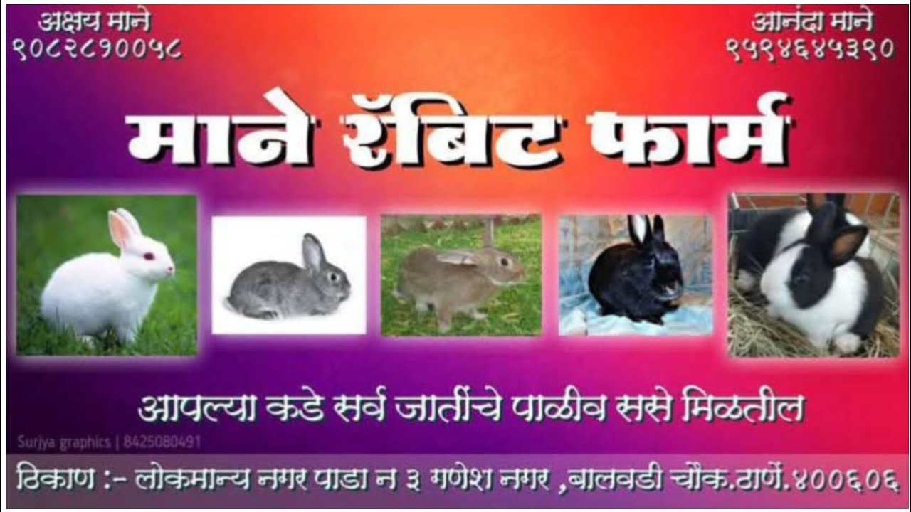 Hum Mane Rabbitry Farm माने रॅबिट फार्म 🐰पाळीव ससे पालन 🐰ठाणे 🐰mane rabbit farm 🐰thane ...