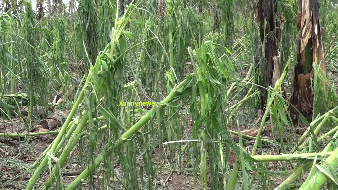 INA SIKITISHA NVUA YAMAWE ILIYO SABABISHA MAAFA YA MAZAO #KALINZI #KIGOMA TAZAMA