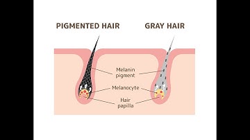 Vì sao tóc bạc đi theo năm tháng? Cấu tạo của tóc