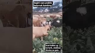 practical ways to raise goats and cows#goat#cow#animals#shorts#viral