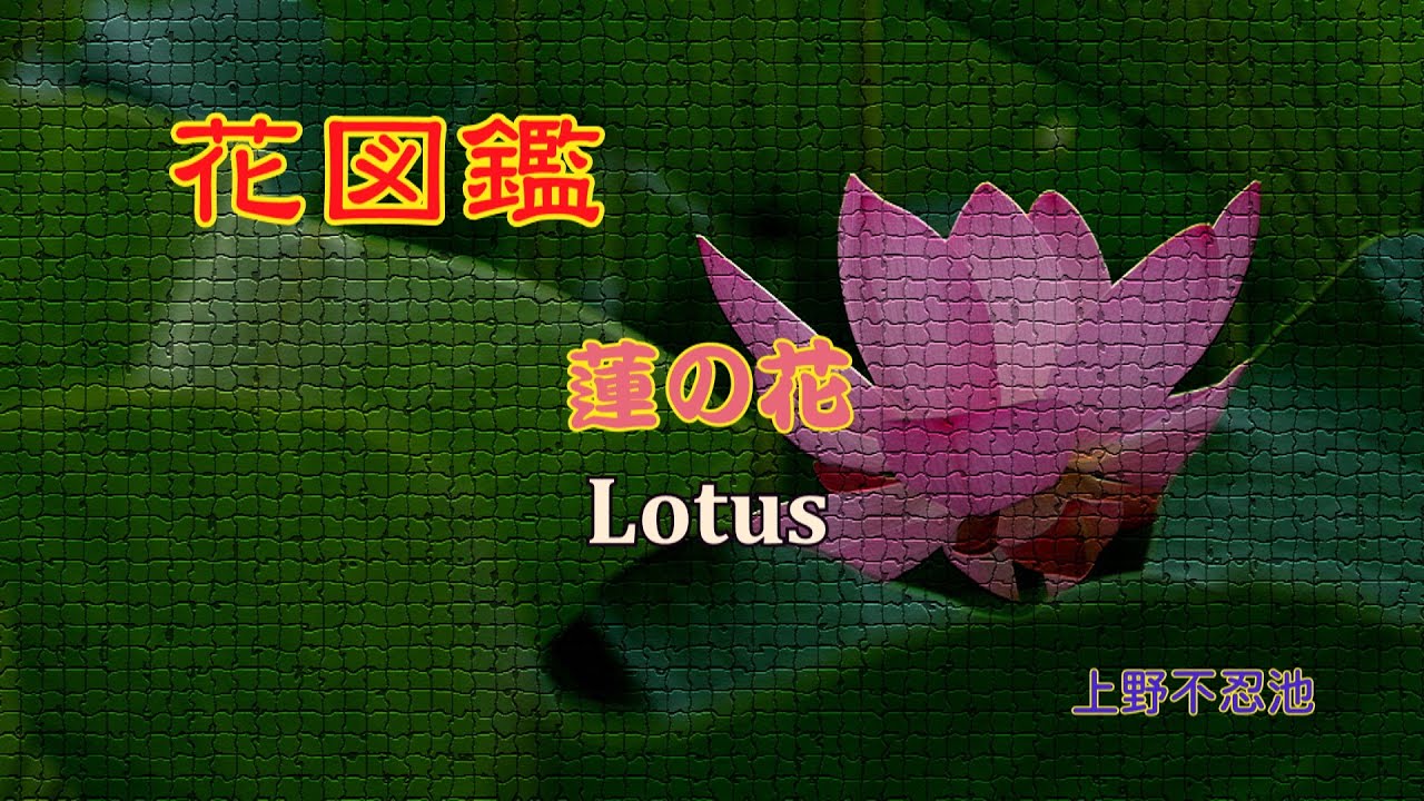 花図鑑】 泥の中から出てきて美しい花を咲かせる蓮の花(Lotus flower