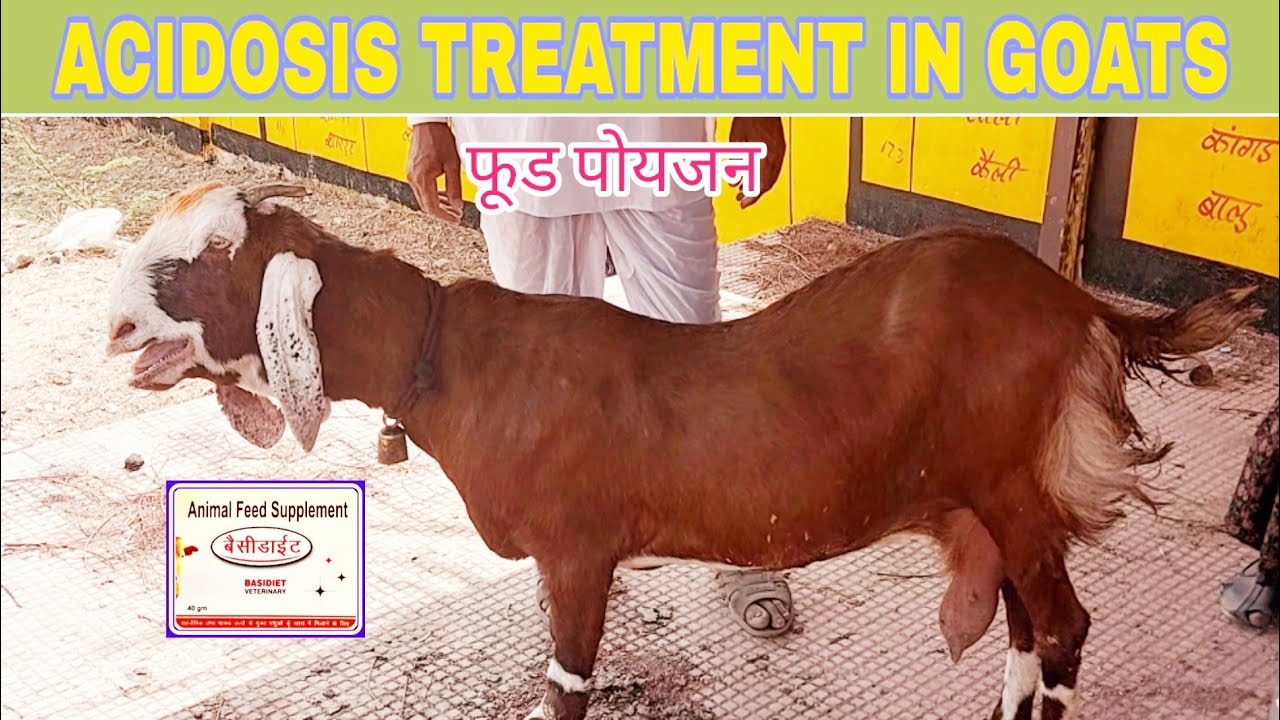 Acidosis Treatment In Goat । बकरीयो मे फूड पोयजन का उपचार YouTube
