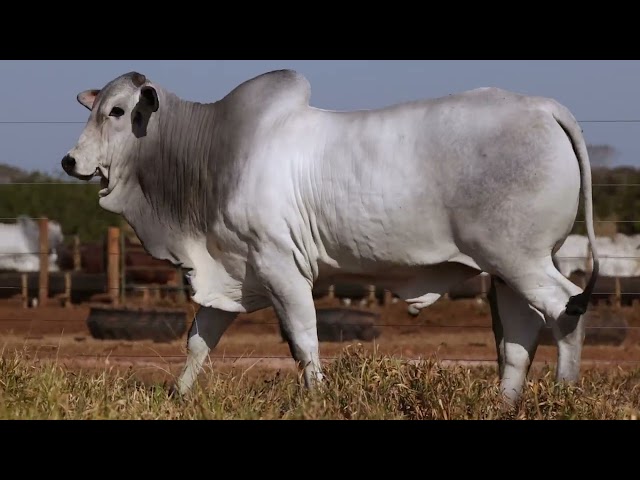 LOTE 33   GFC 762 mp4