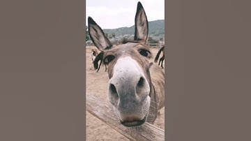 Thumbnail of ✨tHe DoNkEy SoNg✨👁️👄👁️