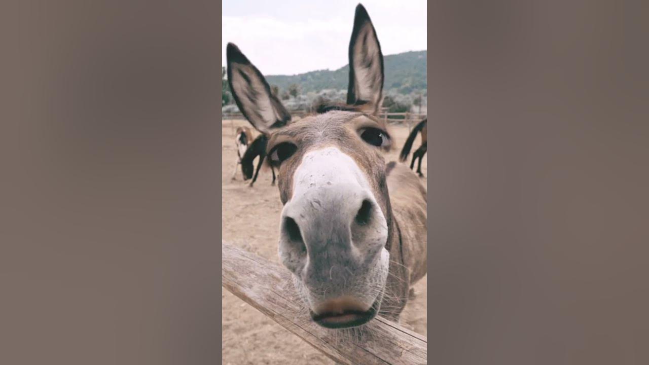 ✨tHe DoNkEy SoNg✨👁️👄👁️