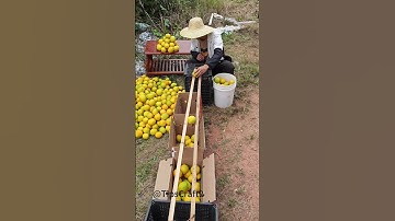 Two wooden sticks helped the oranges "find their place".