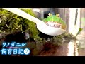 ツノガエルが溺れる！？｜飼育2週間目の様子（pacman frog care）②