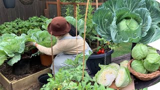 Home grow cabbage🌱 กะหลำปลีปลูกเองสดๆกรอบๆจ้า🌱😊