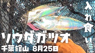ソウダガツオ沢山釣れた！館山すごい！カヤックフィッシング2025年8月25日