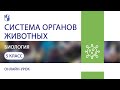 Биология. Система органов животных. Практика