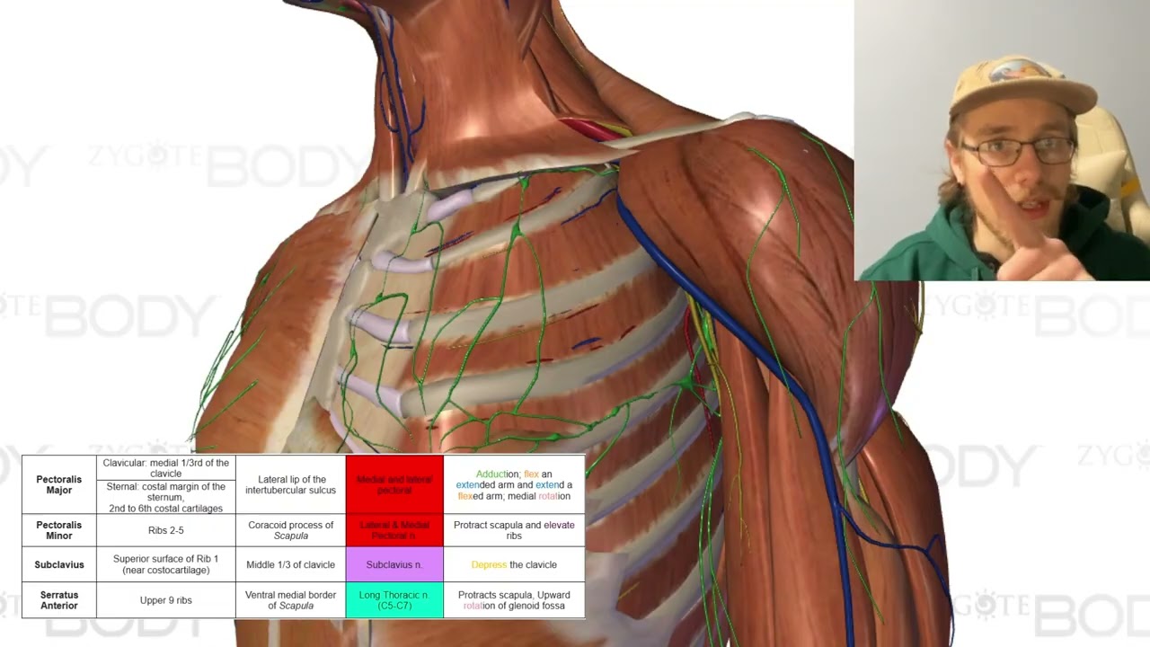 A Sprint Through Upper Extremity Muscles (for lab)