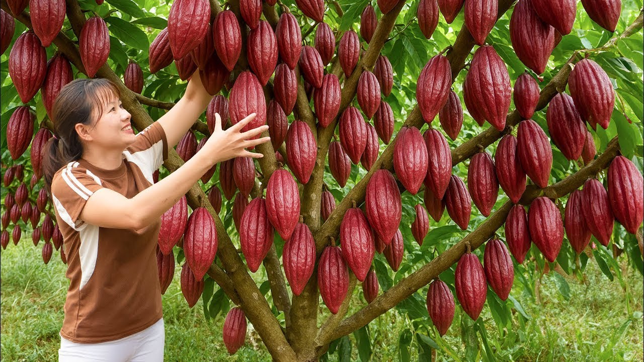 Colheita de CACAU GIGANTE 🍫🌱 | Da Fazenda ao Mercado Rural – Vendeu Tudo Rápido!