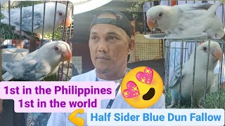 Vlog348 HALF SIDER BLUE DUN FALLOW POSS OPALINE 1st In The Philippines  1st In The  World