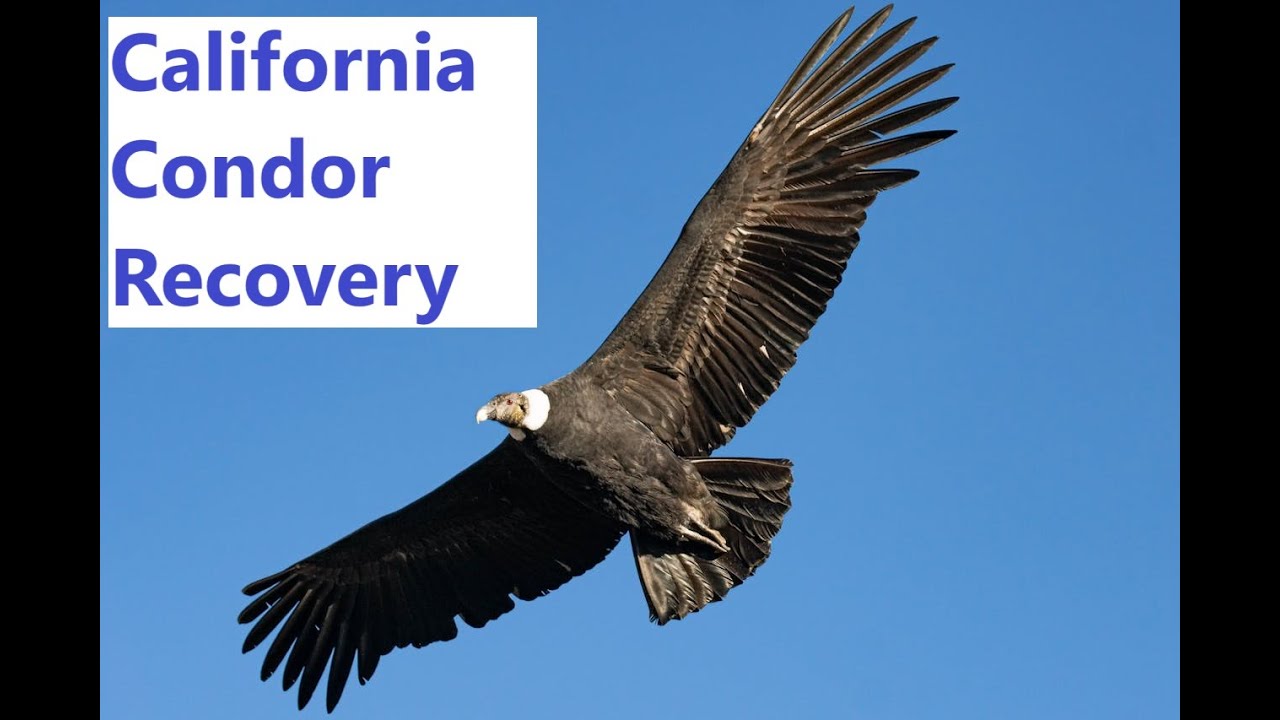 California Condor Recovery: A Soaring Success Story - YouTube