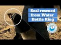 Seal RESCUED from PVC PIPE (+3 more rescues)