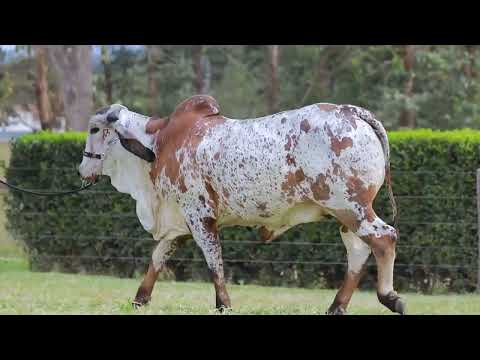 LOTE 14   PROVEDORA FIV CABO VERDE JCVL5774