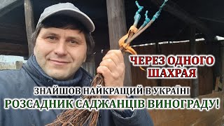 Через одного шахрая знайшов найкращий розсадник саджанців винограду!