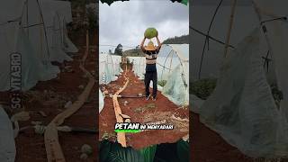 Buah Semangka Karet Tidak Layak Makan  #shorts #buah #semangka