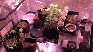 Garden Update!! Week 4 of flower for bagseed