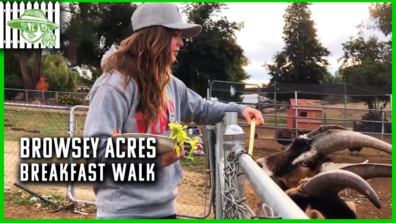 Browsey Acres Ronda Rousey's Breakfast Walk YouTube