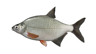 Рыба Густера