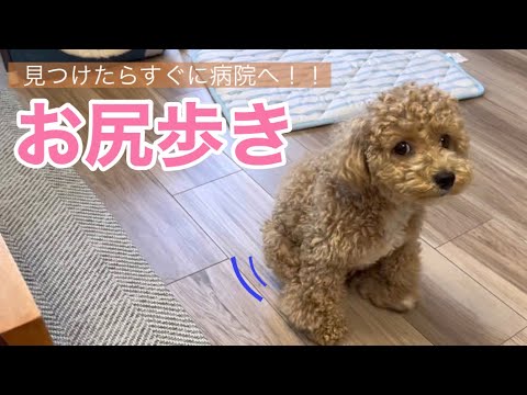 【マルプー】お尻歩きをする犬！！！2回映像が流れます！ - YouTube
