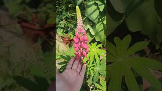 Июньский обзор моей дачи в Сочи(Адлерский район)