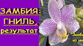 Орхидеи,узамба́рские фиалки,Самара🌺